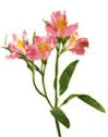 Alstromeria