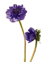 Anemone