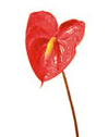 Anthurium