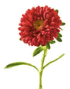 Aster