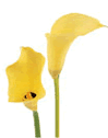 Calla Mini