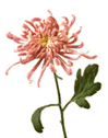 Chrysanthemum Fuji