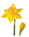Daffodil