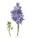 Delphinium