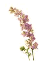 Delphinium Larkspur