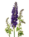 Delphinium Hybrid