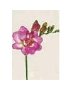 Freesia