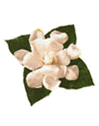 Gardenia