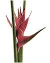 Heliconia