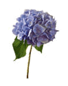 Hydrangea