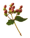 Hypericum