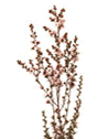 Leptospermum