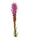 Liatris