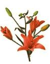 Lily Asiatic Family