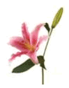 Lily Oriental Family