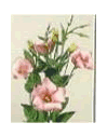 Lisianthus