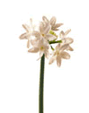 Narcissus