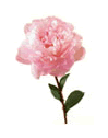 Peony