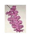 Phalaenopsis Orchid