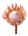 Protea King