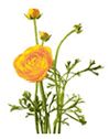 Ranunculus