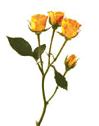Spray Roses
