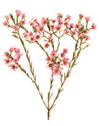 Waxflower