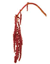 Amaranthus