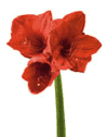 amaryllis