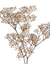 babysbreath