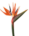 birdofparadise