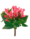 Bouvardia