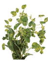 Bupleurum