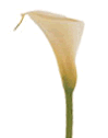 Calla Lily