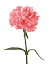 carnation