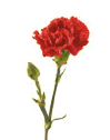 Carnation Mini