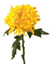 Chrysanthemum China Mum
