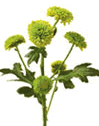Chrysanthemum Button