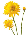 Chrysanthemum Cushion