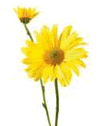 Chrysanthemum Daisy