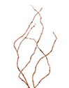 Curly Willow
