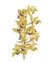 Cymbibium Orchid