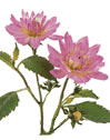Dahlia