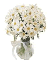Daisy Marguerite