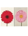 Gerbera Daisy