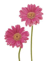 Gerbera Mini