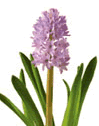 hyacinth