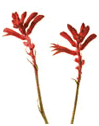 kangarooPaw
