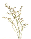 limonium