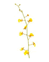 Oncidium Orchid